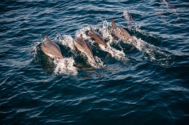 istock Swimming Dolphins in the Indian Ocean 1899773511