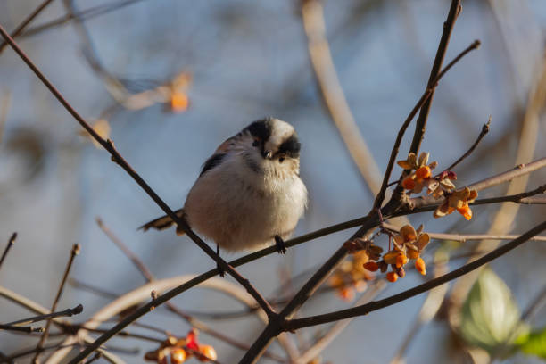 istock A Long-Tailed Tit on the branch looking at the camera. 1899785680