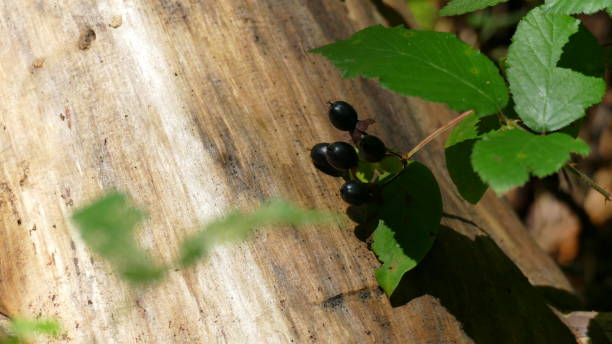 istock Tree trunk next to a plant with black berries 1899807486