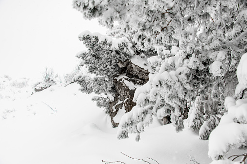 magnificent view of the snow-covered branches of evergreen coniferous trees and a stone on a mountain slope