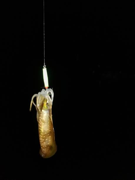istock Fishing fresh squid in the sea at night. 1899818537