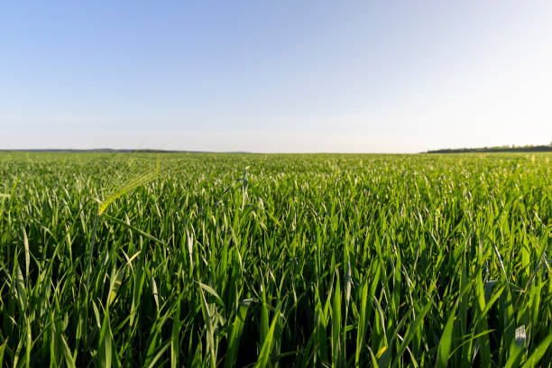 istock green young wheat in the field in the spring 1899819125