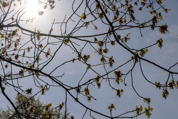 istock a flowering maple tree in the spring season, a spring park 1899819687