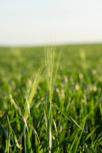 green young wheat in the field in the spring