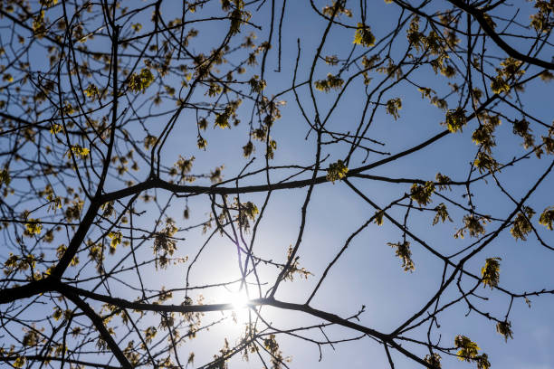 istock a flowering maple tree in the spring season, a spring park 1899820250