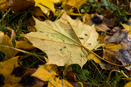 multicolored yellowing maple foliage during leaf fall, colored maple tree foliage in the autumn season