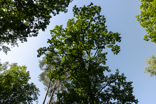 beautiful nature in the forest with different types of trees, tall trees in the summer