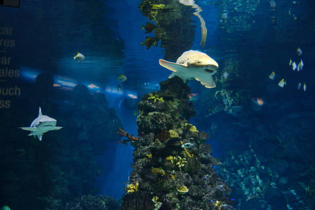 istock sharks at the barcelona aquarium. 1899845553