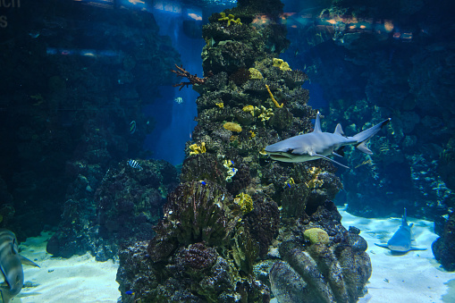 nice blacktip shark at the tropical aquarium of barcelona