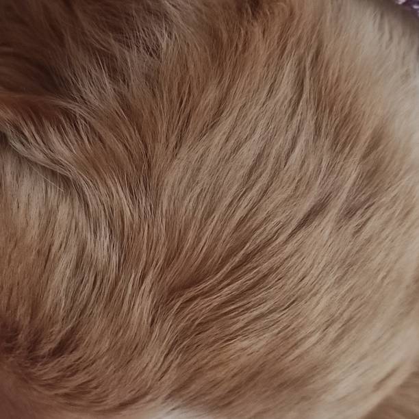 istock Close up of cocker spaniel puppy fur 1899849915