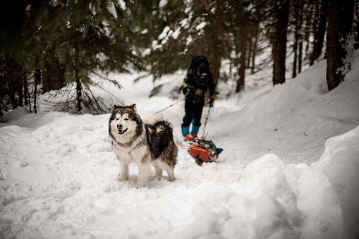 shaggy sled dog of the Alaskan Malamute breed pulls a sled with equipment along a snowy path at winter forest. Blurred skier on background