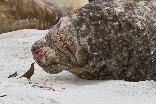 Male Southern Elephant Seal (Mirounga leonina) shows its annoyance at being pestered Tussacbird (Cinclodes antarcticus antarcticus) on Sea Lion Island in the Falkland Islands.