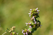 Closeup of black horehound flowers with selective focus on foreground