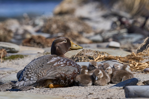 Falkland Steamer Duck (Tachyeres brachypterus) with brood of recently hatched chicks on Sea Lion Island in the Falkland Islands.
