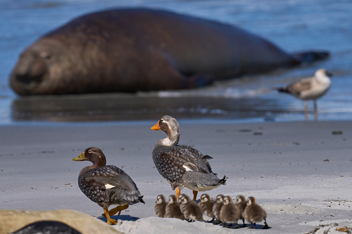 Falkland Steamer Ducks (Tachyeres brachypterus) navigate their brood of recently hatched chicks through a group of elephant seals to the sea on Sea Lion Island in the Falkland Islands.