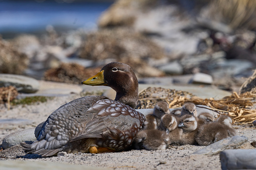 Falkland Steamer Duck (Tachyeres brachypterus) with brood of recently hatched chicks on Sea Lion Island in the Falkland Islands.