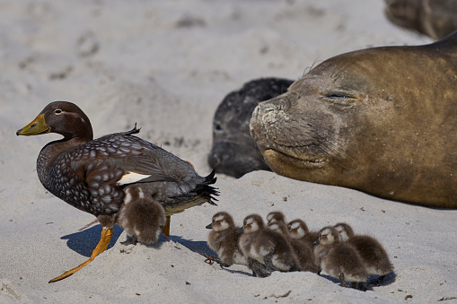 Falkland Steamer Ducks (Tachyeres brachypterus) navigate their brood of recently hatched chicks through a group of elephant seals to the sea on Sea Lion Island in the Falkland Islands.