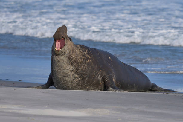 istock Male Southern Elephant Seal roaring 1899885642