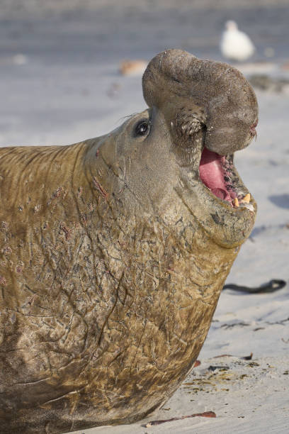 istock Male Southern Elephant Seal roaring 1899886673