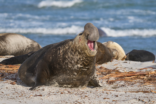 Male Southern Elephant Seal (Mirounga leonina) makes its presence known by roaring on Sea Lion Island in the Falkland Islands.
