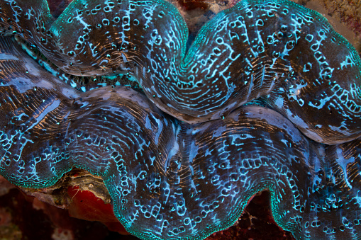 Detail of a vivid giant clam mantle, Tridacna maxima, growing on a coral reef in Raja Ampat, Indonesia. This region harbors epic marine biodiversity and is known as the heart of the Coral Triangle.