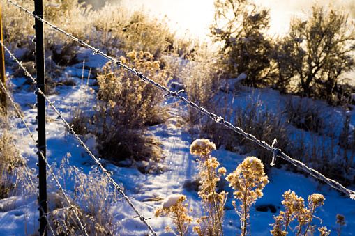 Barbed Wire with Hoar Frost on Cold Morning - Scenic rural scene with sunlight and mist.