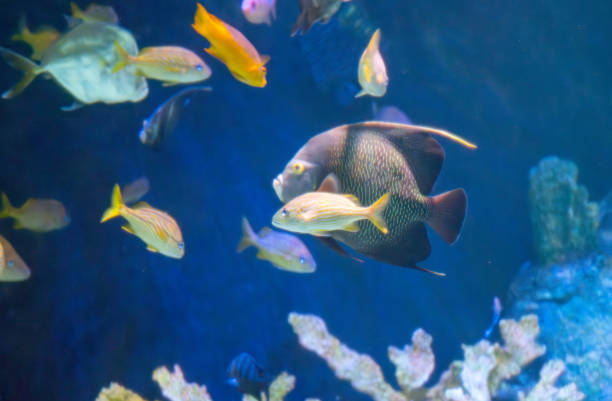 istock beautiful fish swimming 1899935180