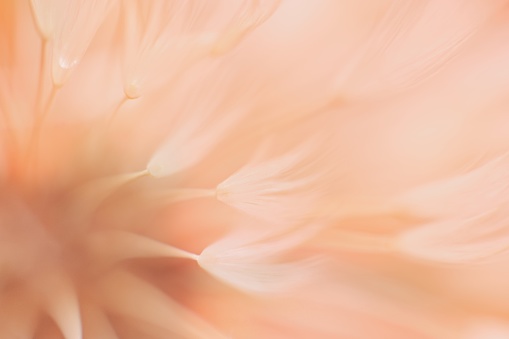 Blured abstract dandelion flower in trendy color -  peach color