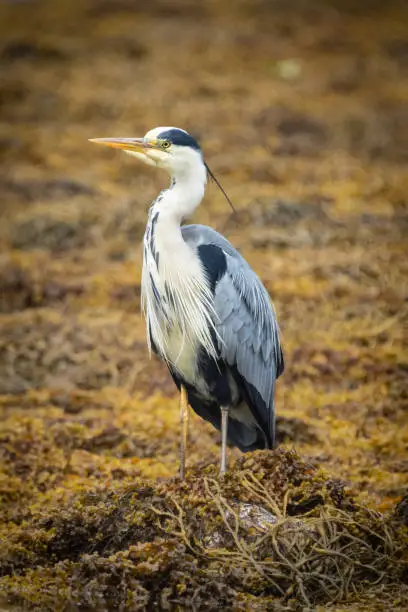 A single wild Grey Heron bird standing on a bed of brown seaweed.