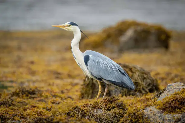 A single wild Grey Heron bird standing on a bed of brown seaweed with water in the background.