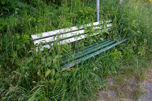 Old bench overgrown with plants in green nature