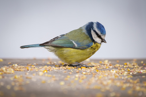 A single Blue Tit bird eating seeds