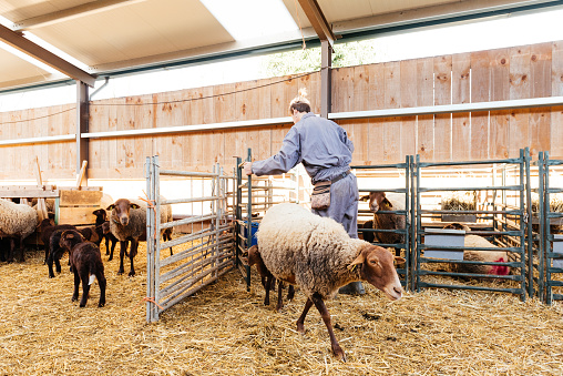 Side view of female farmer checking enclosure with sheep while working in barn