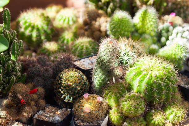 istock cactus collection plant summer background 1899979623