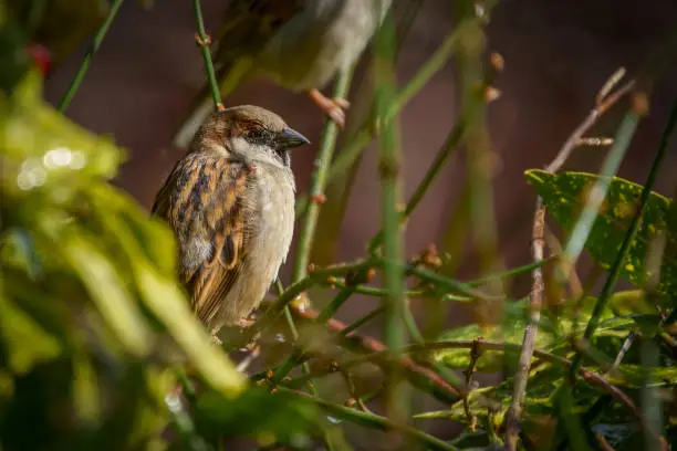 A single wild House Sparrow bird sitting in the branches of a tree.