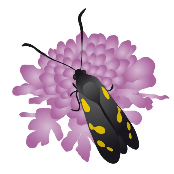 Vector illustration of Butterfly sitting on a flower, vector illustration