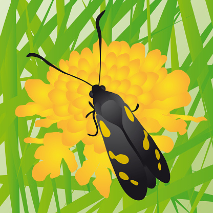 Butterfly sitting on a flower, vector illustration