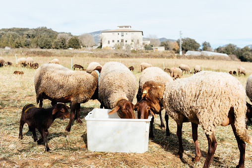 Sheep drink water from a wooden trough in a meadow during a break on  an annual transhumanza in central Italy, Apennies Mountain, Abruzzo, Italy, Europe