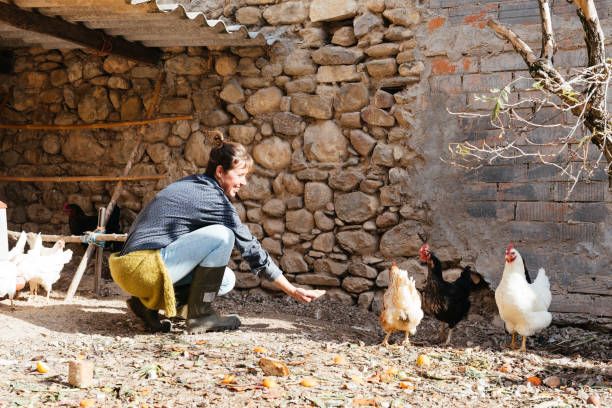 istock Female farmer feeding chickens on farm 1899997104