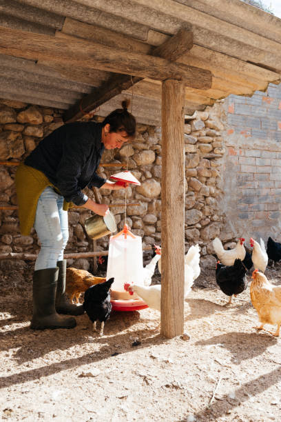 istock Woman feeding chickens and hens in courtyard 1899998654