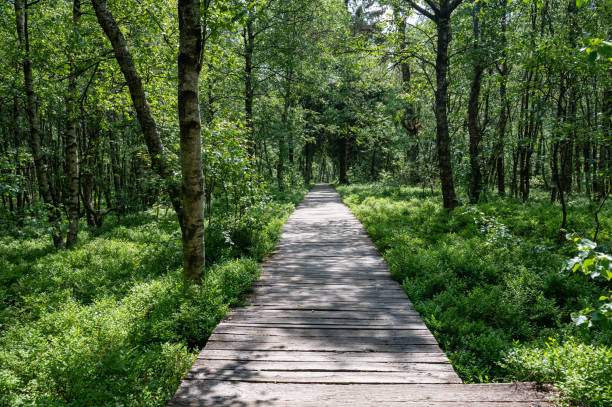 istock A wooden path with birch in the red bog 1899999666