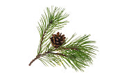 Pine branch with a cone