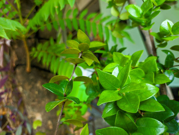 istock a close up of small green leaves 1900029463