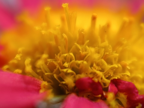 Close-up macro photograph of a chrysanthemum reveals intricate details of its layered petals and vibrant colors, capturing the floral beauty up close.