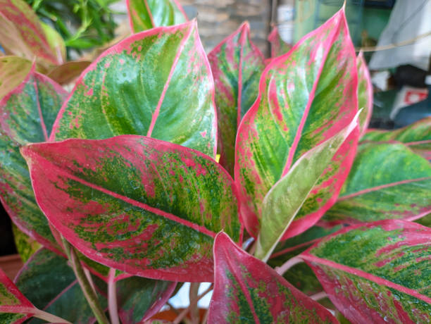 istock aglaonema commutatum red lipstick plant 1900045358