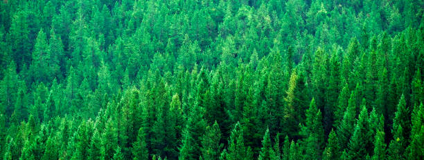 istock Lush Green Pine Forest Forrest Environment Preservation 1900048939