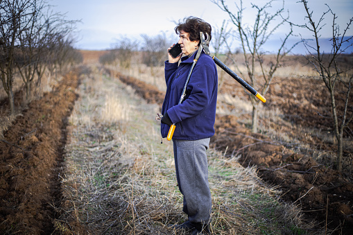 A mature woman with pruning shears in the orchard