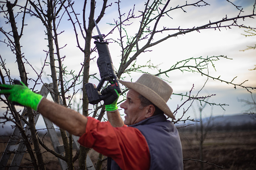 Small business, orchard pruning service