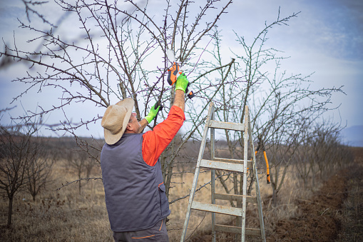 Craft, orchard pruning service, professional occupation