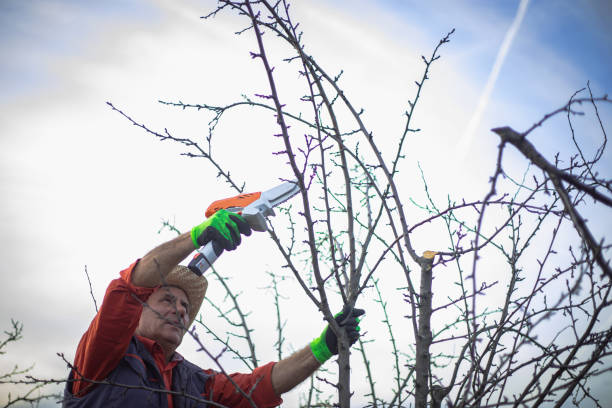 istock Small business, orchard pruning service 1900066854